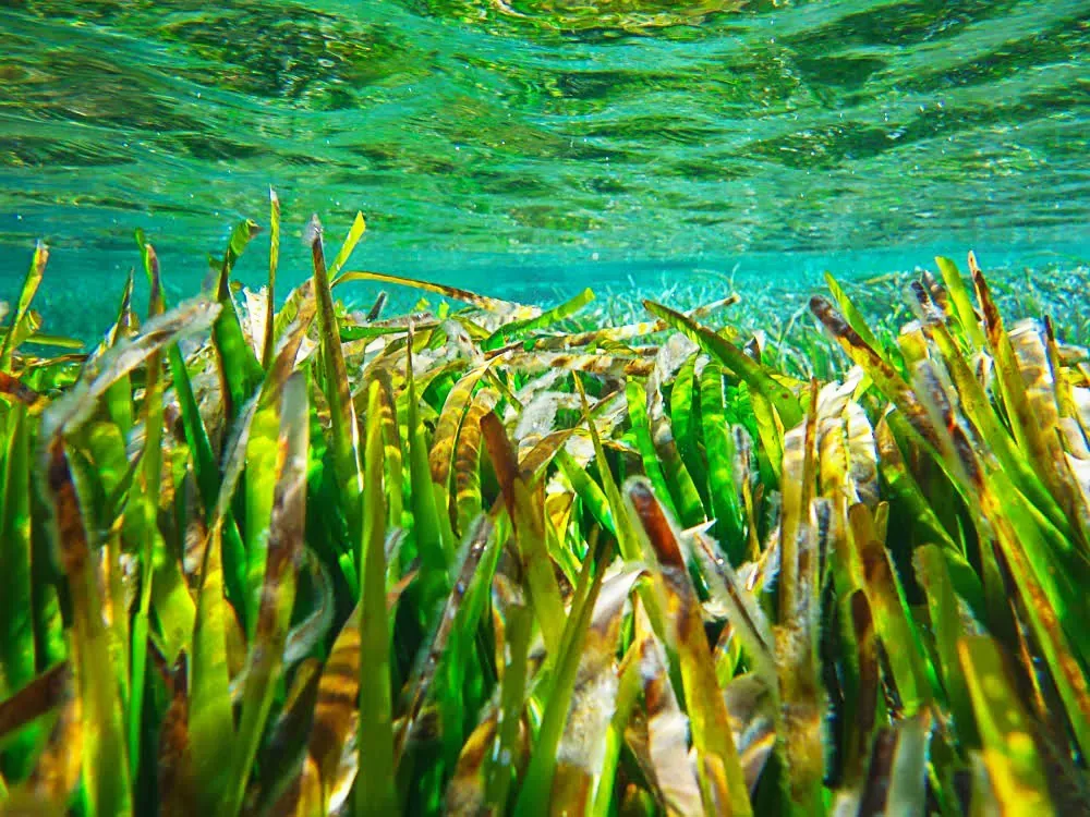 Pradera de posidonia bajo el agua
