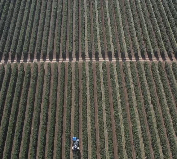 Cultivo en hileras visto desde el aire