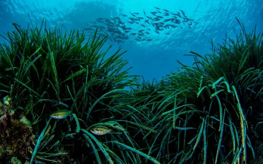 Pradera de posidonia con un banco de peces