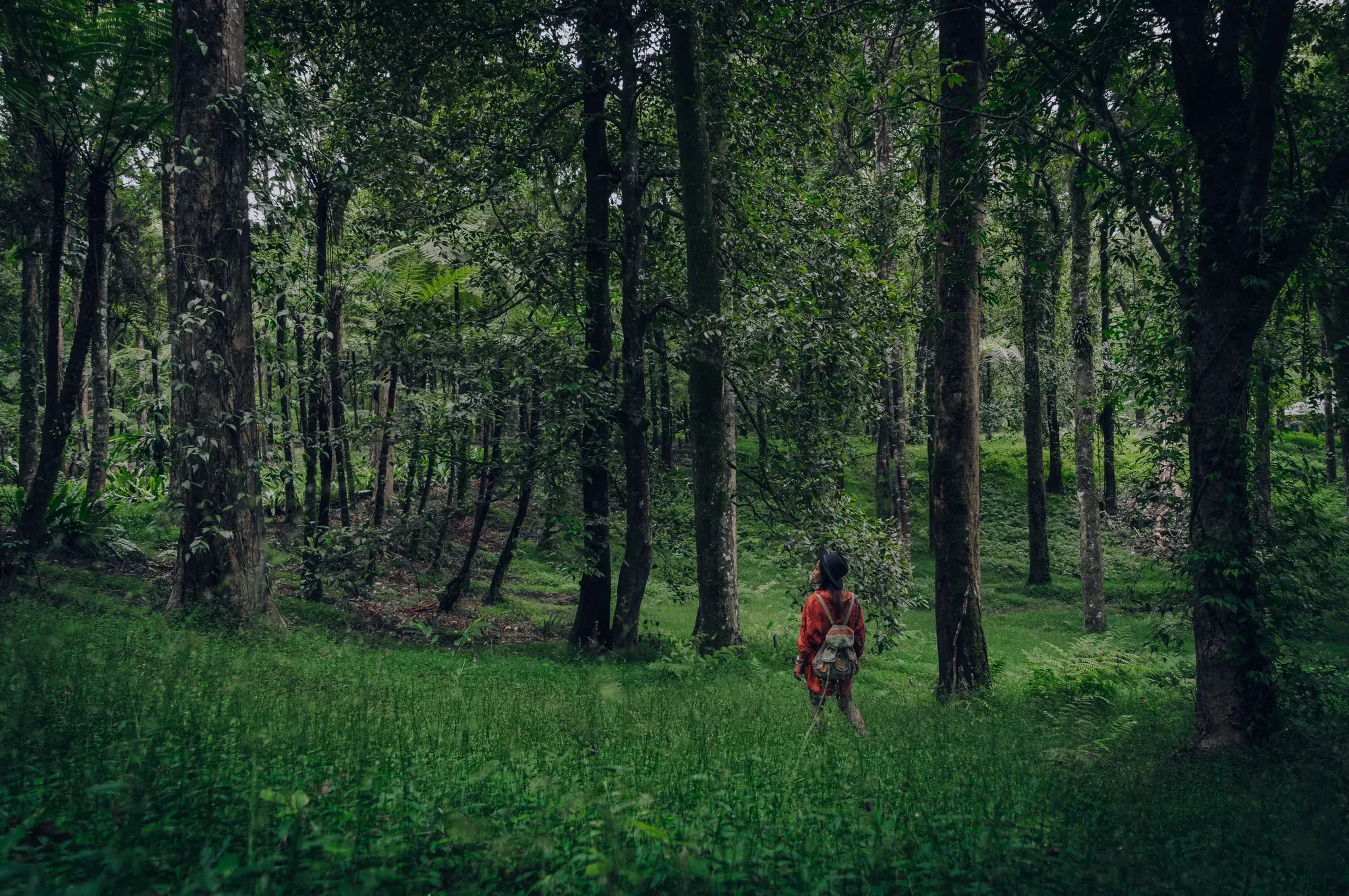 Persona caminando por un bosque frondoso