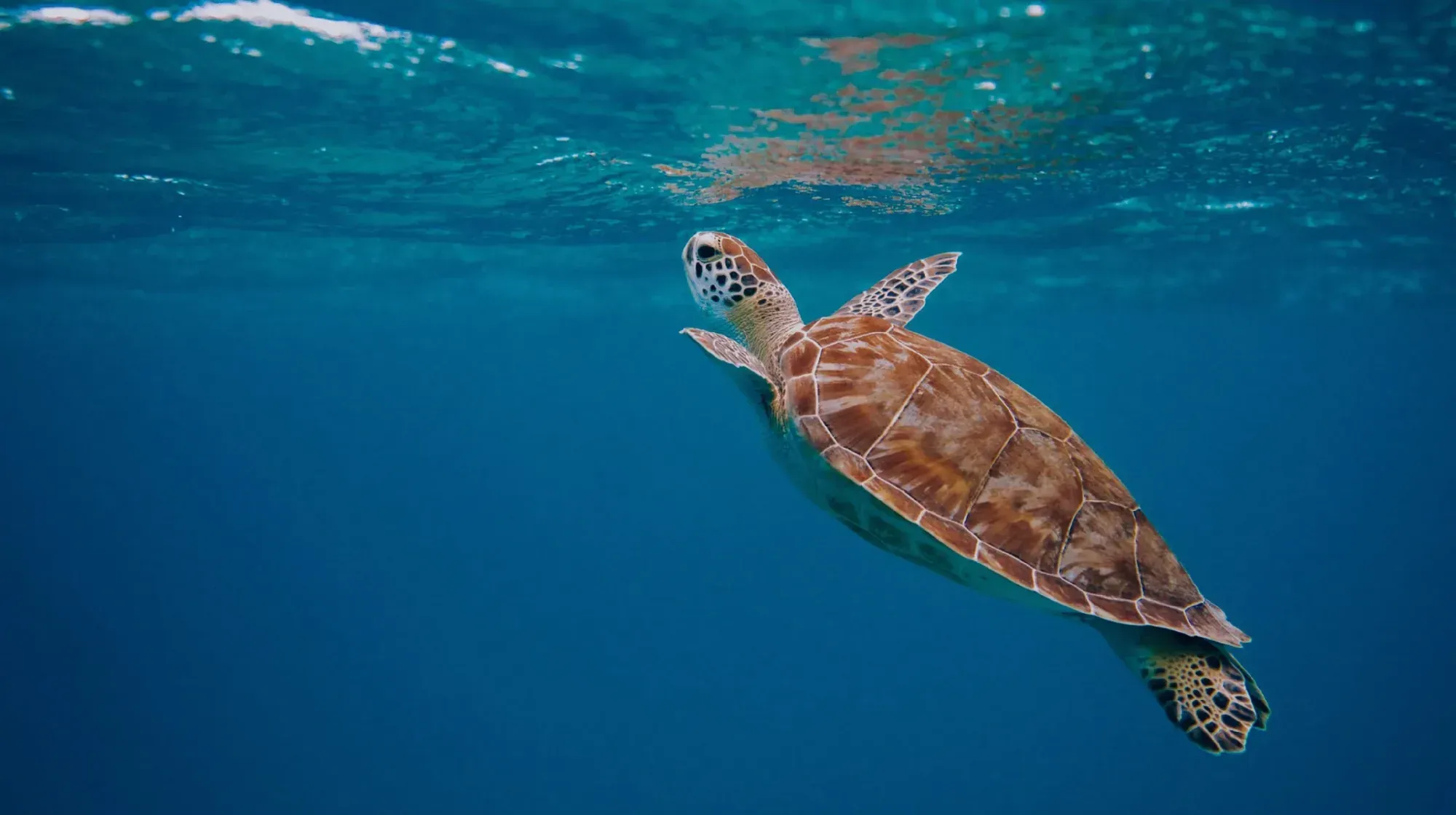 Tortuga marina nadando hacia la superficie