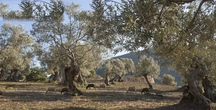 Olivos centenarios con ovejas pastando en Son Moragues
